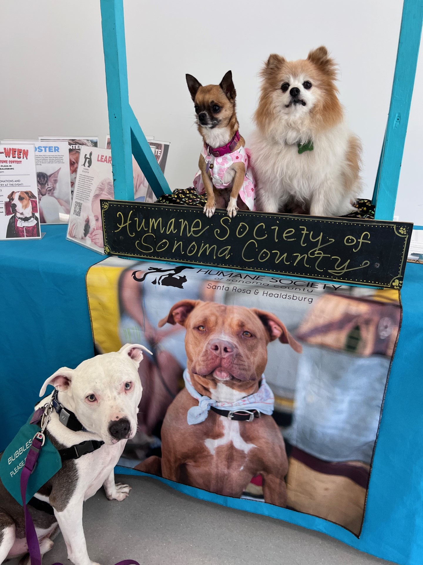 dog kissing booth 2